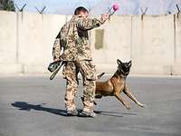 Ein Soldat spielt mit seinem Diensthund.