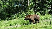 Ein Braunbär läuft durch den Wald