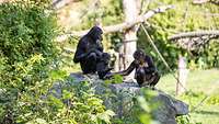 Drei Affen sitzen auf einem großen Stein un spielen.