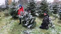 Ein Mann und zwei Kindern haben gerade einen Weihnachtsbaum in einer Schonung selbst abgesägt.