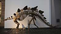 Skelett eines der bekanntesten Dinosaurier, der Triceratops, in Lebensgröße.
