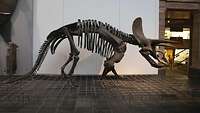 Ein Skelett eines der bekanntesten Dinosaurier, der Triceratops, in Lebensgröße.