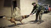 Herrchen spielt mit seinem Hund. Der hält mit seinen Zähnen ein Seil fest, Herrchen zieht daran. 