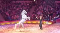 Ein weißes Pferd steht auf seinen Hinterbeinen in einer Zirkusmanege vor ihrem Dompteur. 