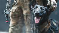 Ein Hund in Nahaufnahme schaut in die Kamera, hinter ihm steht ein bewaffneter Soldat.