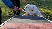 Ein weißer Hund auf der Hunde-Trainingsbahn