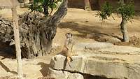 Ein Erdmännchen sitzt auf einem Stein und genießt die Sonne
