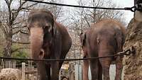 Zwei Asiatische Elefanten stehen in Ihrem Gehege gemütlich nebeneinander