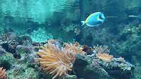 Im Aquarium tummeln sich zahlreiche Fische und andere Meeresbewohner