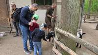 Ein Vater und seine Kinder füttern Ziegen. 