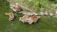 Vier Waschbären an einem Wasserlauf.