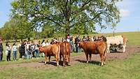 Rinder auf der Weide, Besucher stehen daneben