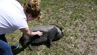 Schwein wird von einer Frau gestreichelt