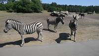 Drei Zebras stehen in einem Freizeitpark am Wegesrand. 