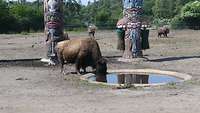 Ein großes Bison steht an einem Wasserloch und trinkt.
