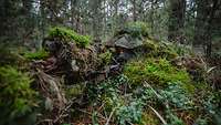 Ein Soldat liegt vermummt und mit Moos überdeckt in einem Wald, er hält ein Gewehr im Anschlag.