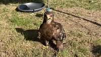 Ein Adler sitzt auf einer Wiese