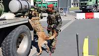 Ein Schäferhund beschnüffelt unter Anleitung eines Soldaten in Kampfausrüstung einen Lkw.