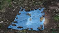 Eine blaue Mülltüte liegt ausgebreitet auf dem Waldboden, darauf ringsherum Steine zur Beschwerung.