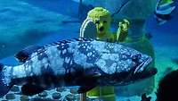 Ein LEGOTaucher mit einem großen Fisch im Aquarium. 