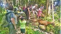 Mehrere Menschen und Tiere überwandern umgefallene Bäume.