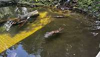 Ein Fischotter schwimmt in einem Teich. 