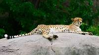 Ein Gepard liegt auf einem Felsen und beobachtet die Besucher