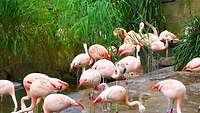 Eine Gruppe Flamingos steht im Wasser und an Land