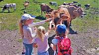 Kinder streichelten die Kühe