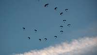 Zahlreiche Soldaten an Fallschirmen unter blauem, leicht bewölktem Himmel