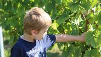 Ein Kind pflückt Weintrauben direkt von der Rebe. 