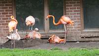 Sechs Flamingos stehen auf einer Wiese.