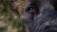 Nahaufnahme des rechten Auges eines schwarz-braunen Hundes