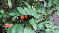 Ein Schmetterling mit dunklen und orangen Flügeln sitzt auf einem Blatt.
