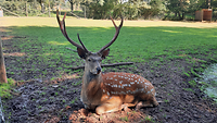 Ein Hirsch liegt im Schatten und ruht sich aus.