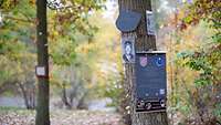 Erinnerungstafel und Fotos eines gefallenen Soldaten an einem Baum im Wald der Erinnerung