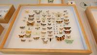 In einem Schaukasten sind etliche Falter und Schmetterlinge ausgestellt 