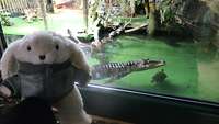 Plüschhase vor der Scheibe des schwimmenden Alligators im dahinterliegenden Becken