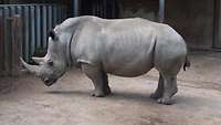 Ein Nashorn steht in seinem Gehege im Schweriner Zoo.