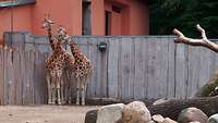 Drei Giraffen stehen in einem Gehege im Schweriner Zoo.