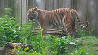 Ein Sibirischer Tiger steht in einem Gehege im Schweriner Zoo.