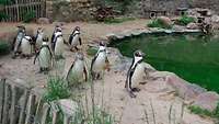Eine Pinguin-Kolonie posiert in einem Gehege im Schweriner Zoo.