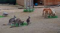 Kängurus und Mini-Ponys bei der Fütterung in einem Gehege im Schweriner Zoo.