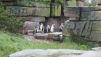 Eine Pinguinegruppe im Tierpark Hagenbeck