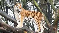 Ein Tiger steht auf einem Baumstamm im Gehege im Tierpark Hagenbeck.