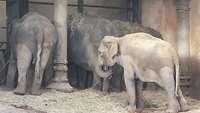 Vier Elefanten in naturnaher Umgebung im Tierpark Hagenbeck.