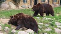 Zwei Bären liegen in ihrem Gehege in einem Wildpark.