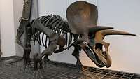 Ein ausgestelltes Skelett eines Triceratops Dinosaurier.