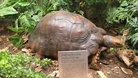 Lebensgroße Waldschildkröte im subtropischen Wald, daneben Farne, Efeu und tropische Grünpflanzen.