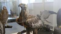 Lebensgroßer Steinadler in einer Vitrine mit weiteren Greifvogelarten.